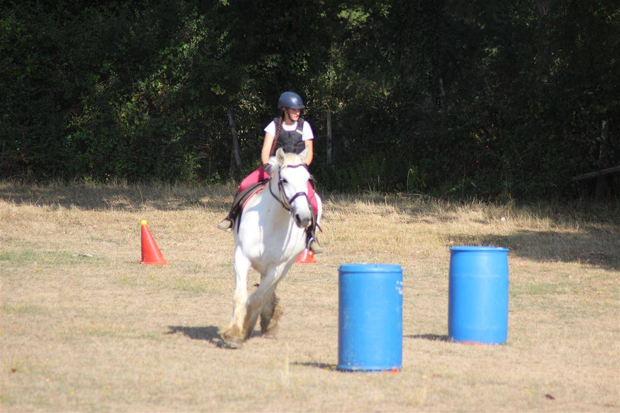Merrie Percheron Te koop 2013 Schimmel ,  un de mai de la baco