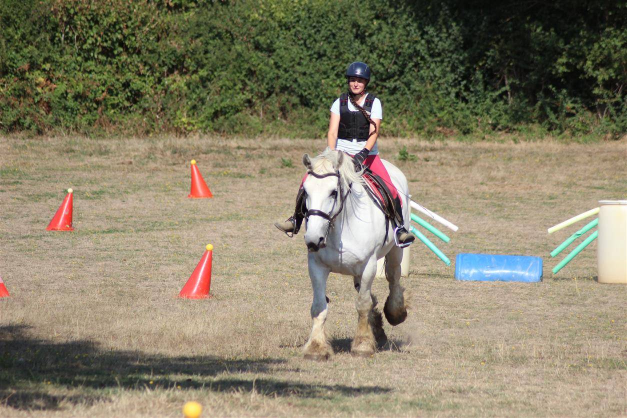 Merrie Percheron Te koop 2013 Schimmel ,  un de mai de la baco