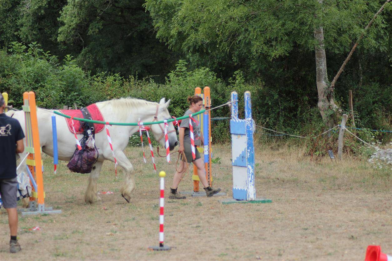 Merrie Percheron Te koop 2013 Schimmel ,  un de mai de la baco