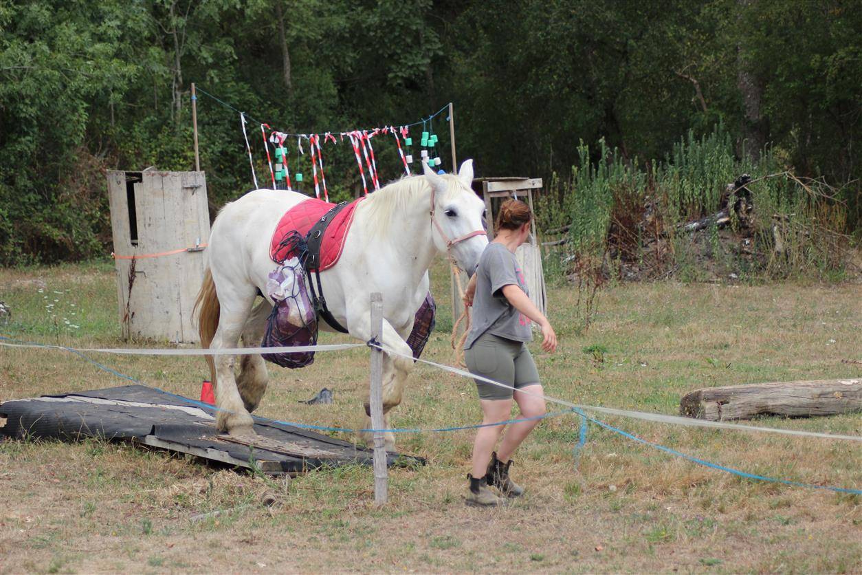 Merrie Percheron Te koop 2013 Schimmel ,  un de mai de la baco