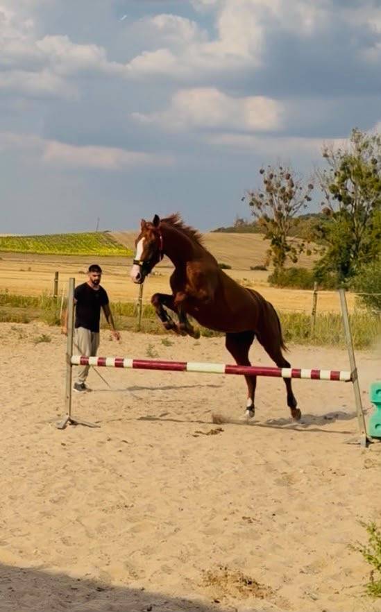 Hengst KWPN Nederlands sportpaard Te koop 2024 Vos