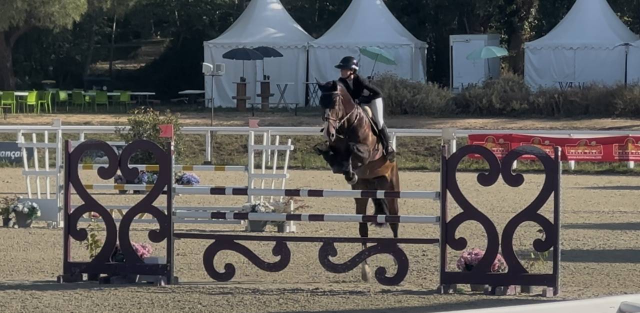 Ruin KWPN Nederlands sportpaard Te koop 2018 Bruin / Bai