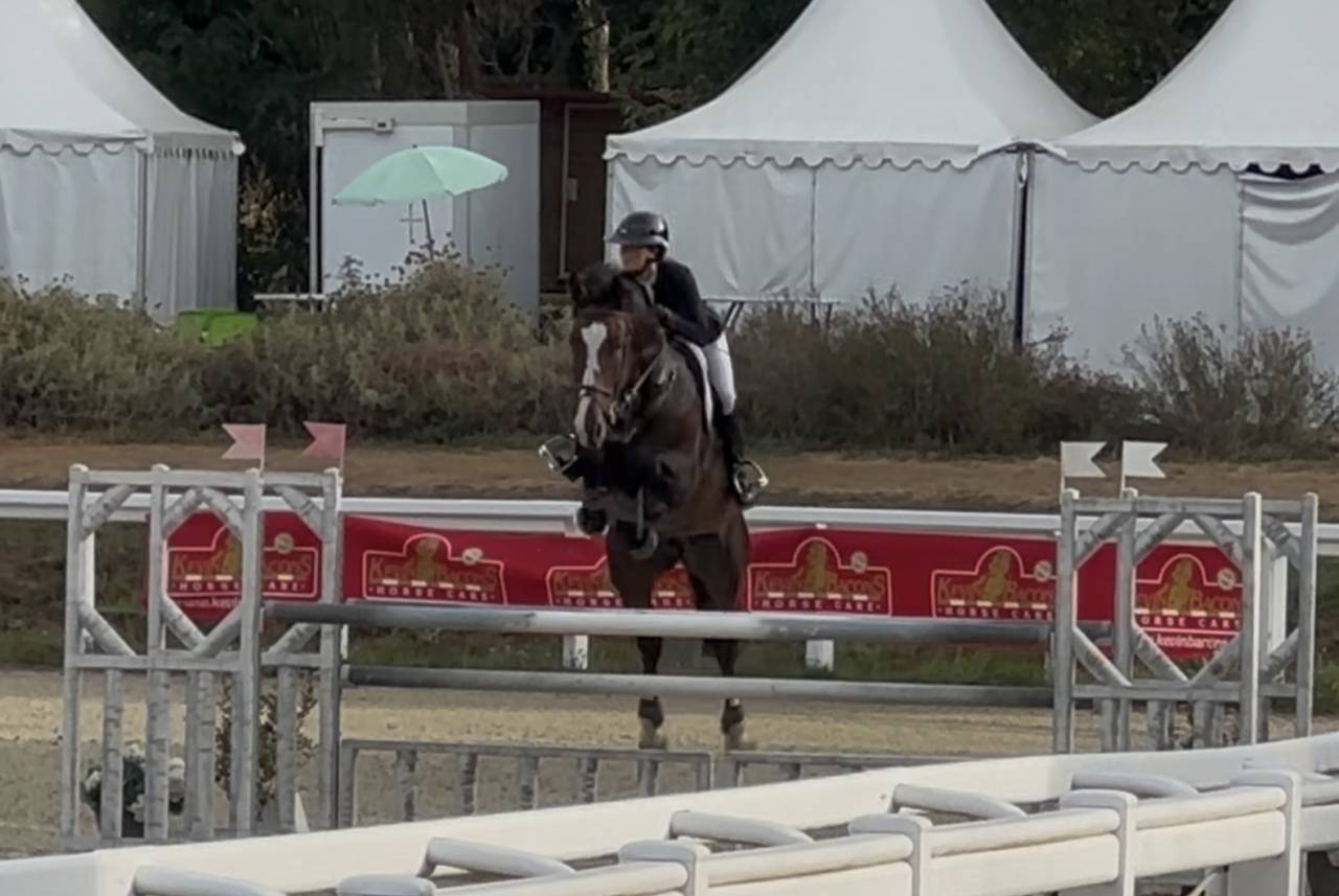 Ruin KWPN Nederlands sportpaard Te koop 2018 Bruin / Bai