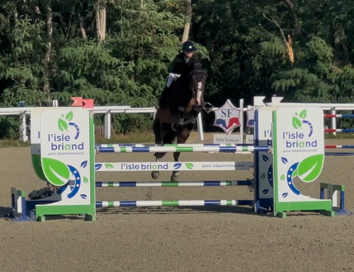 Ruin KWPN Nederlands sportpaard Te koop 2018 Bruin / Bai