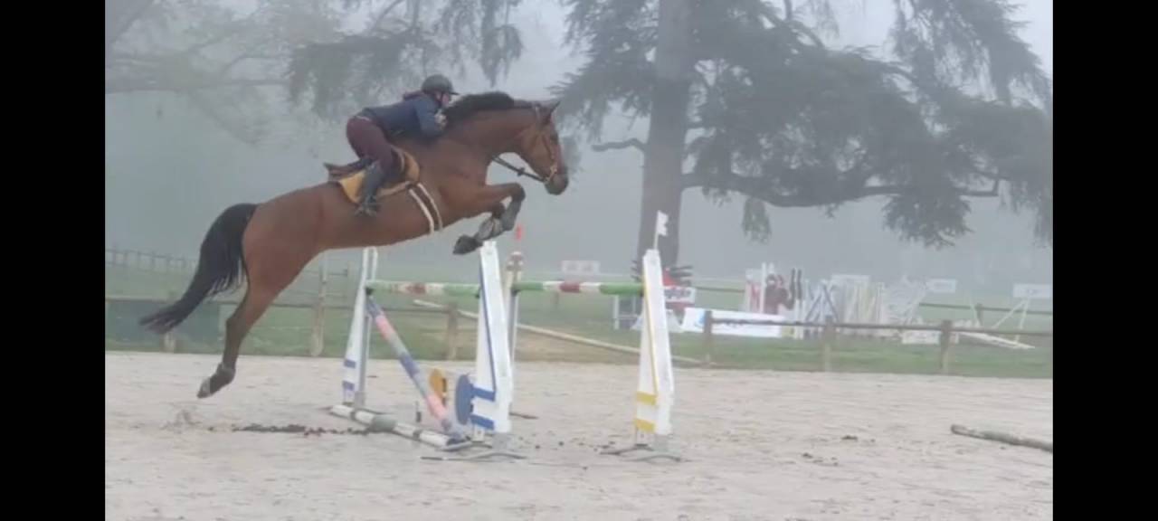 Merrie BWP Belgisch volbloed Te koop 2016 Donker bruin / bai ,  Prince van de Wolfsakker