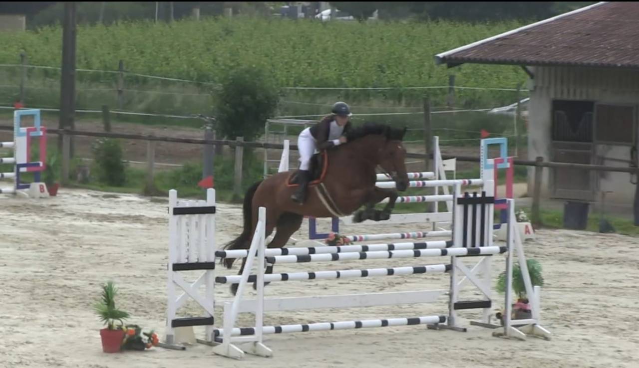 Merrie BWP Belgisch volbloed Te koop 2016 Donker bruin / bai ,  Prince van de Wolfsakker