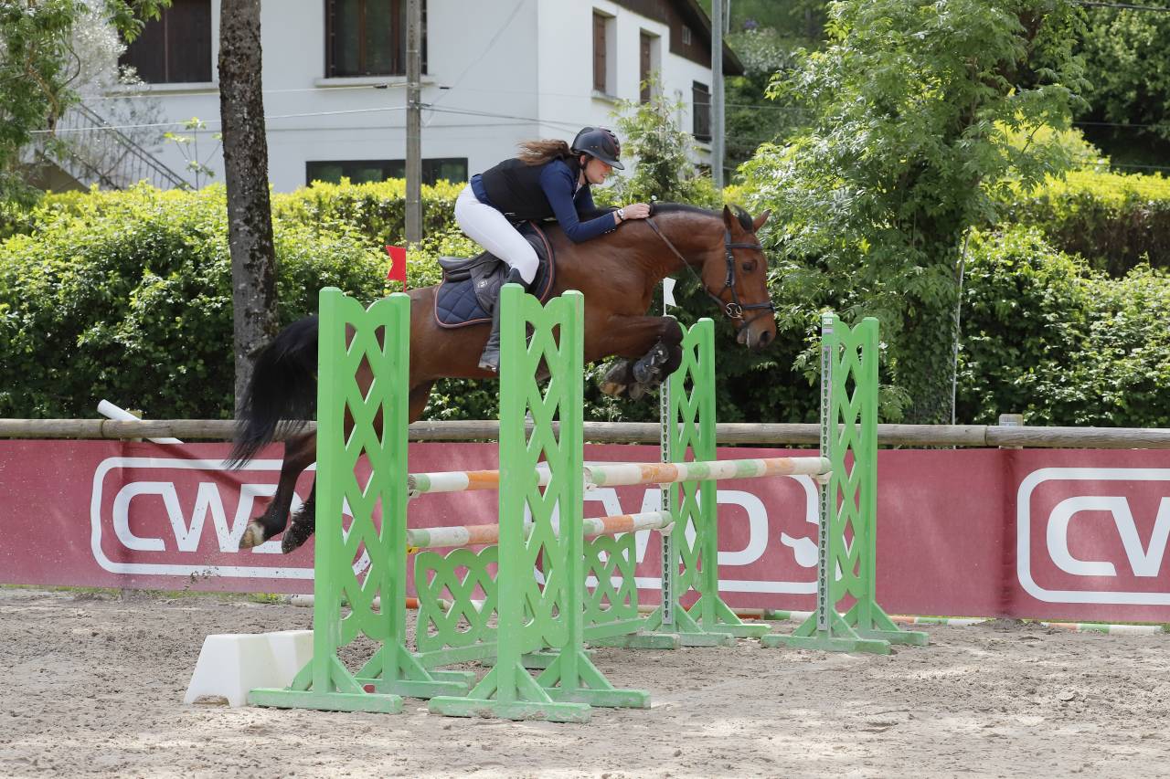 Ruin Zangersheide Te koop 2018 Donker bruin / bai ,  Windbreaker H