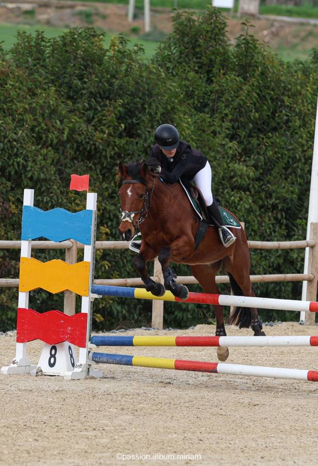 Ruin Andere pony rassen Te koop 2017 Donker bruin / bai