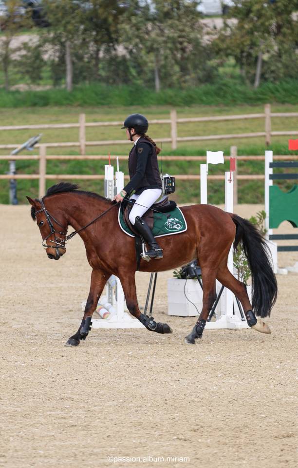 Ruin Andere pony rassen Te koop 2017 Donker bruin / bai