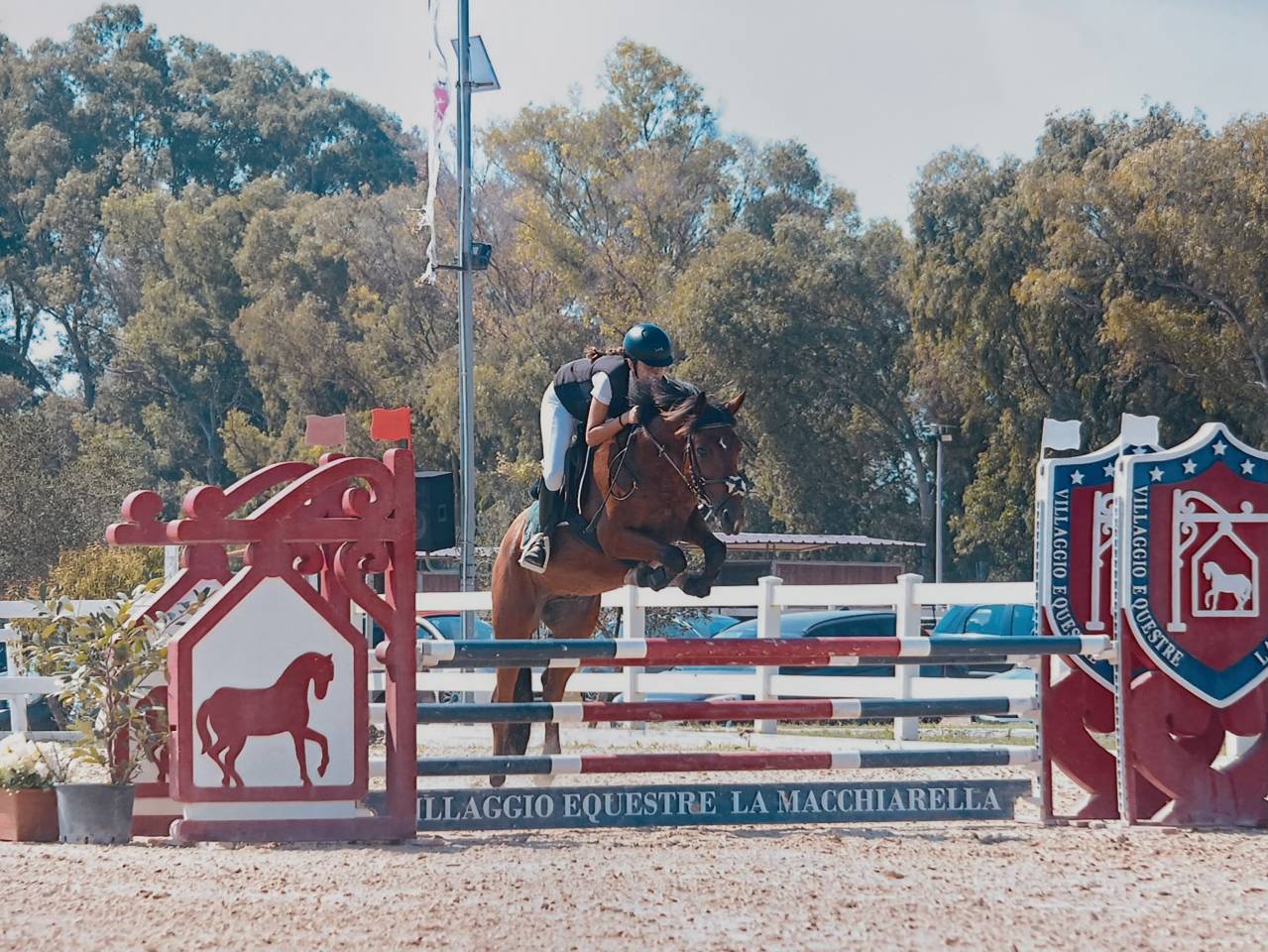 Ruin Andere pony rassen Te koop 2017 Donker bruin / bai