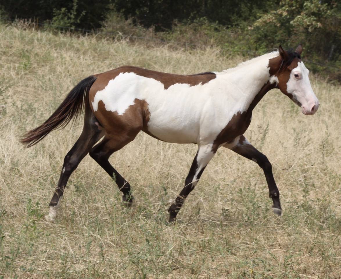 Ruin Paint Horse Te koop 2025 Overo ,  Farwest dela lande