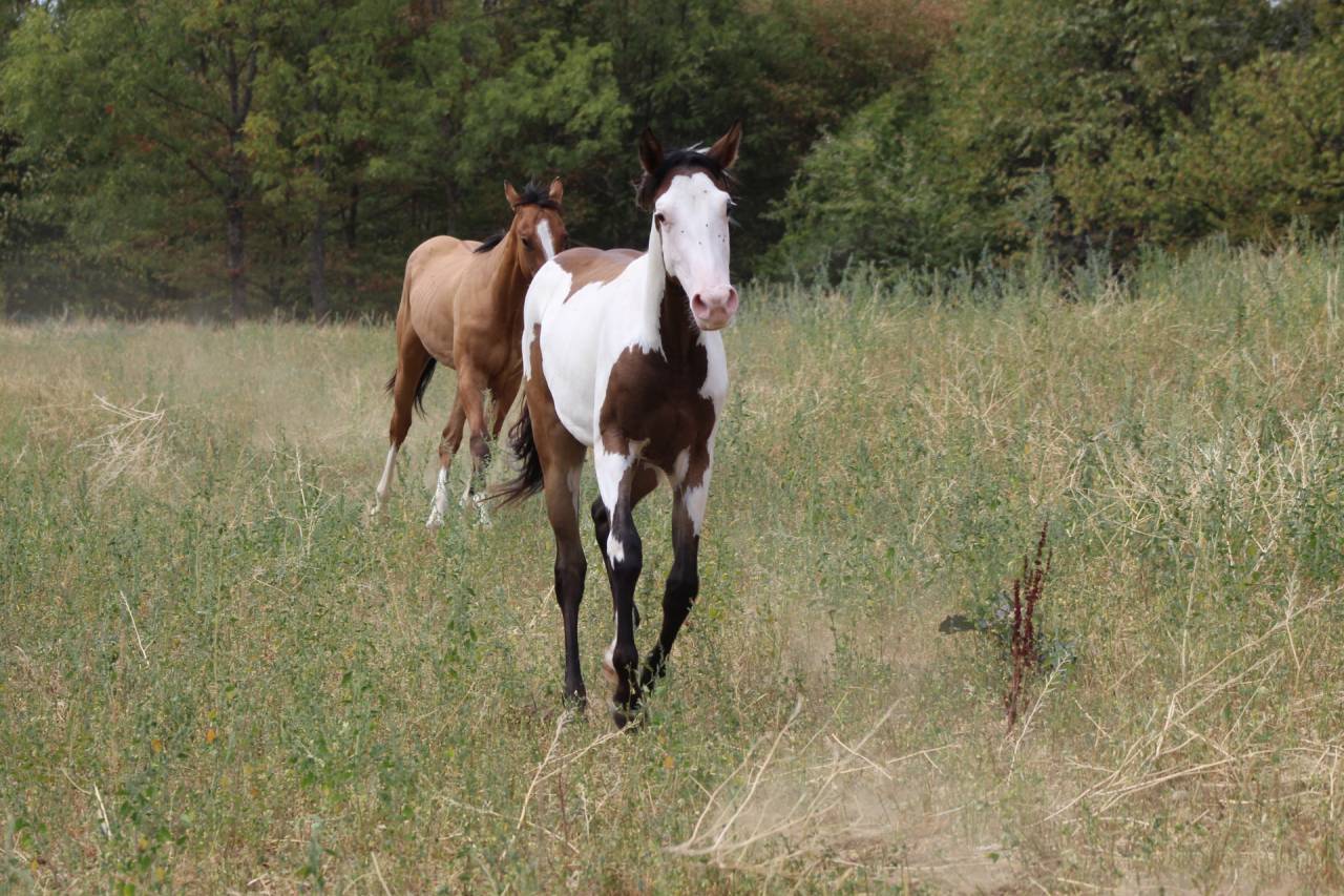 Ruin Paint Horse Te koop 2025 Overo ,  Farwest dela lande