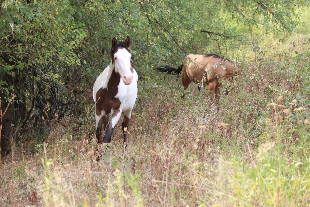 Ruin Paint Horse Te koop 2025 Overo ,  Farwest dela lande