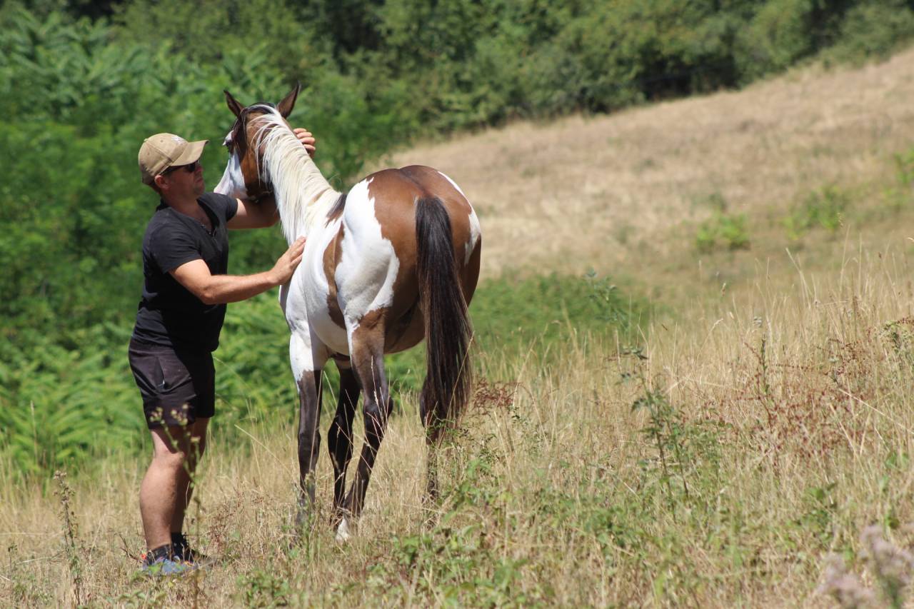 Ruin Paint Horse Te koop 2025 Overo ,  Farwest dela lande