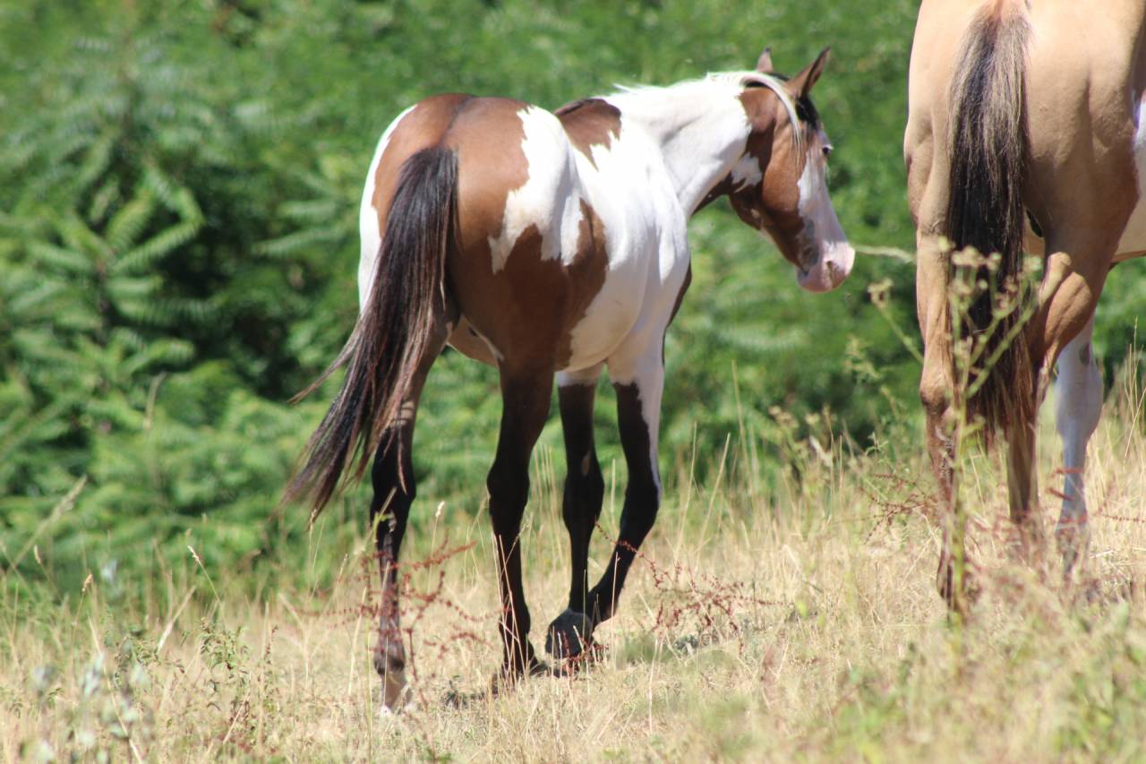 Ruin Paint Horse Te koop 2025 Overo ,  Farwest dela lande
