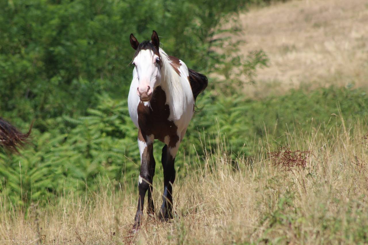 Ruin Paint Horse Te koop 2025 Overo ,  Farwest dela lande