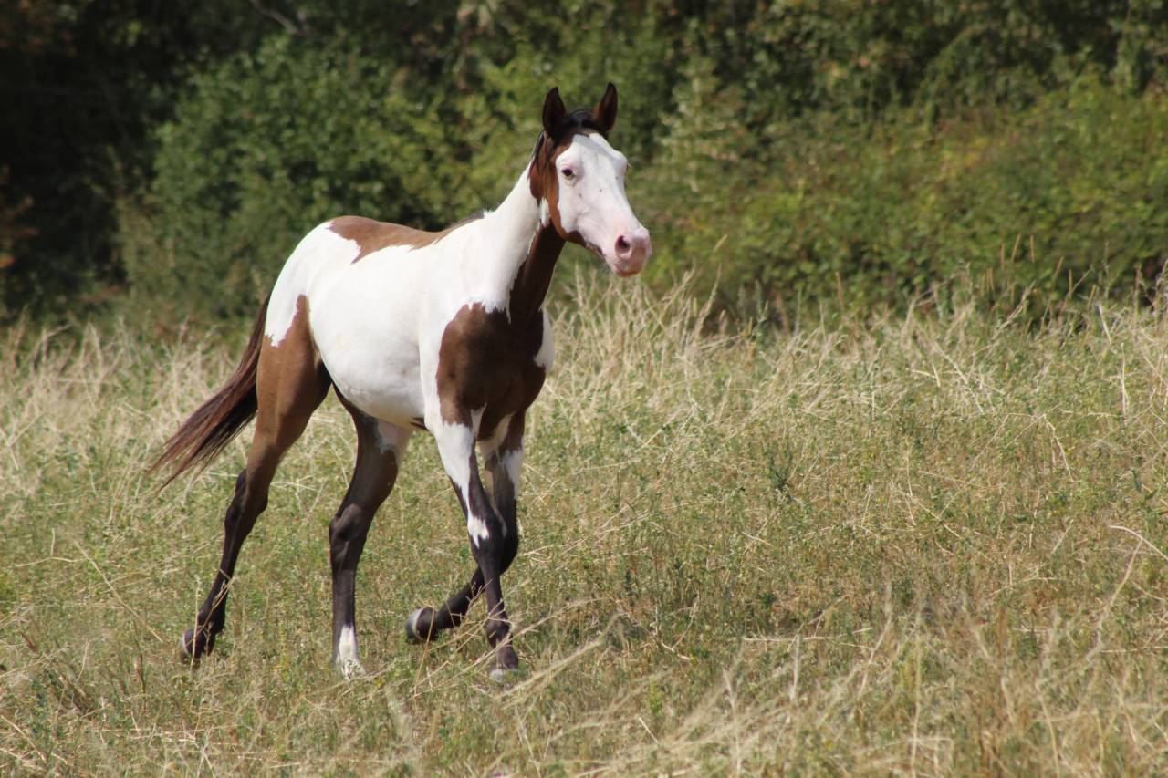 Ruin Paint Horse Te koop 2025 Overo ,  Farwest dela lande