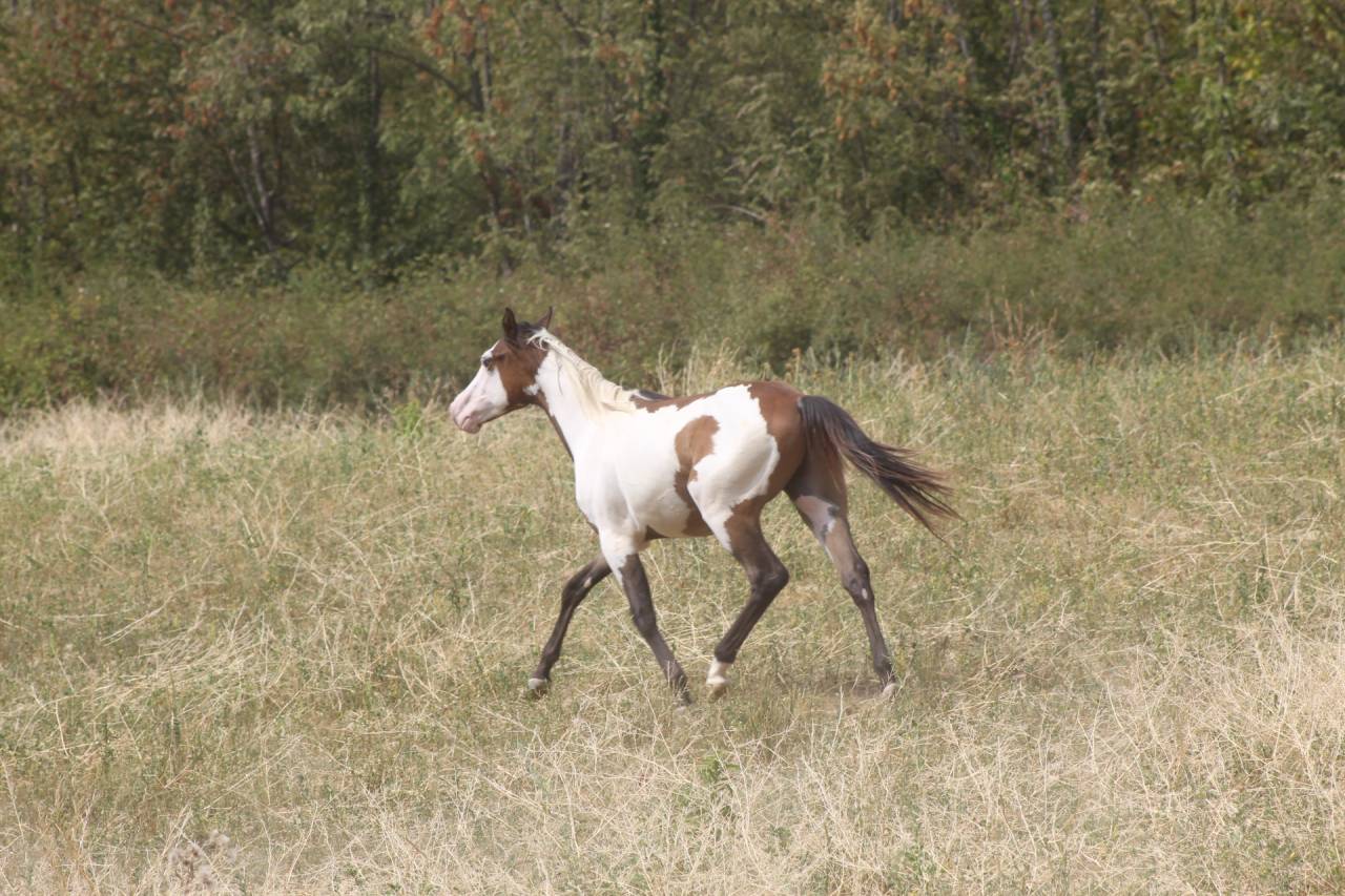 Ruin Paint Horse Te koop 2025 Overo ,  Farwest dela lande