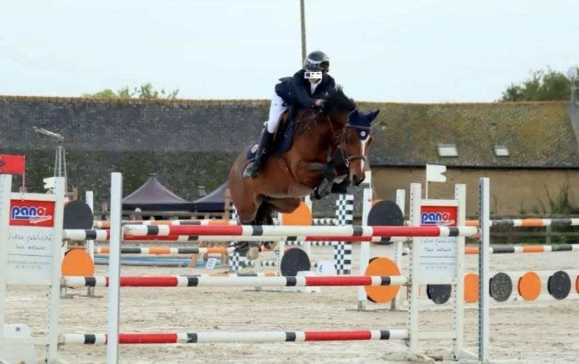 Merrie Franse rijpony PFS Te leen 2009 Donker bruin / bai