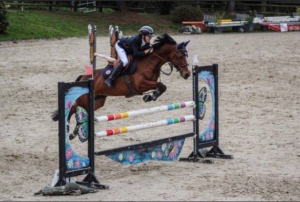 Merrie Franse rijpony PFS Te leen 2009 Donker bruin / bai
