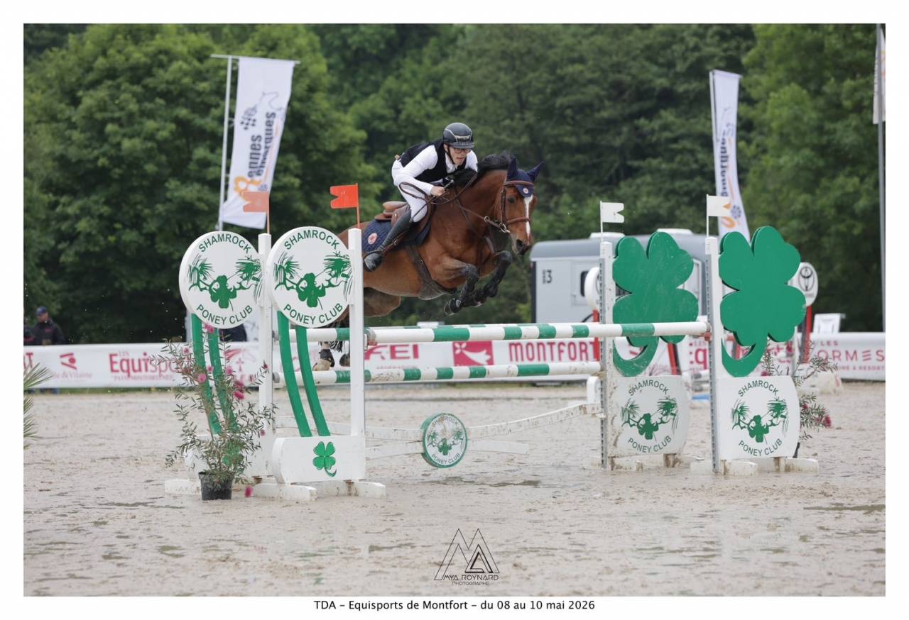 Merrie Franse rijpony PFS Te leen 2009 Donker bruin / bai