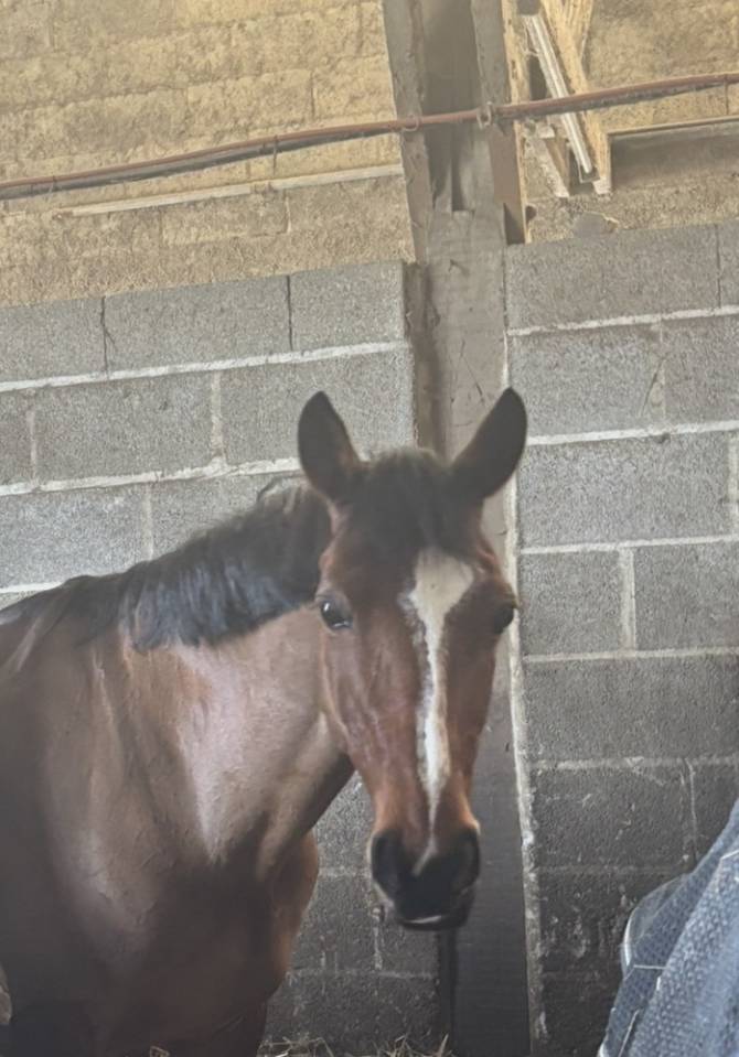 Merrie Franse rijpony PFS Te leen 2009 Donker bruin / bai