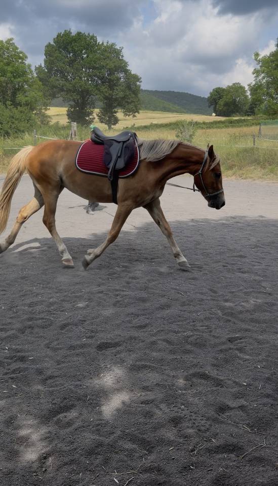 Merrie New Forest Te koop 2024 Vos ,  Talan du Vasset
