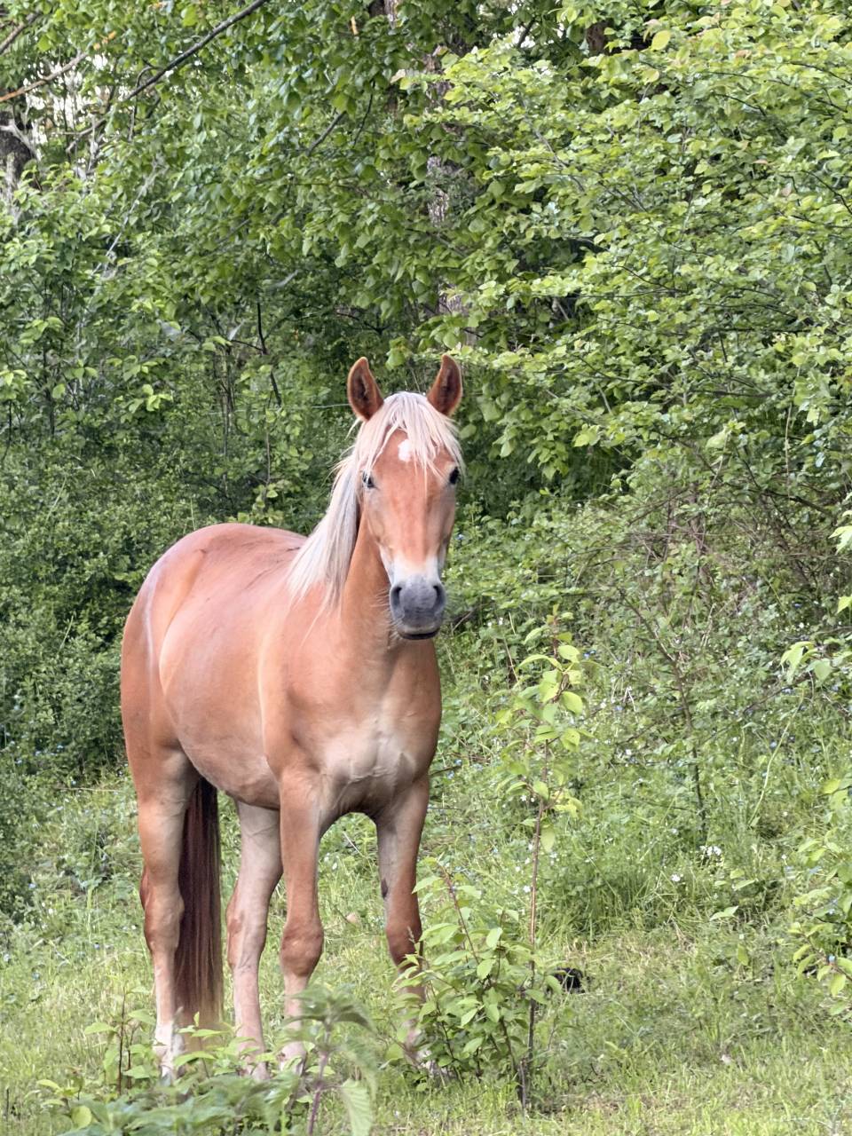 Merrie New Forest Te koop 2024 Vos ,  Talan du Vasset