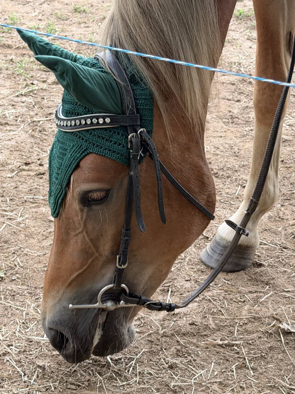 Merrie New Forest Te koop 2024 Vos ,  Talan du Vasset