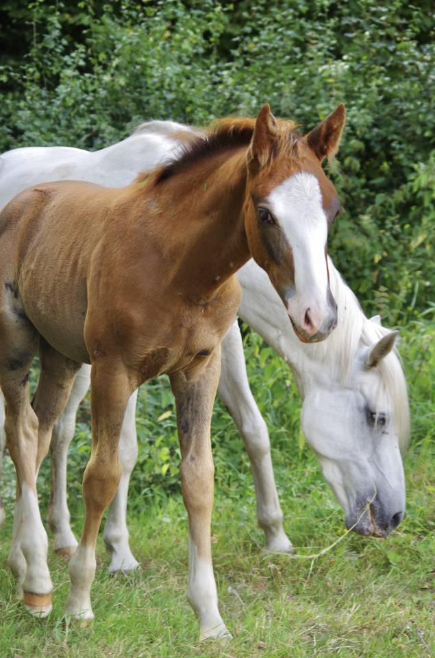 Hengst Franse rijpony PFS Te koop 2026 Vos ,  DRAGIBUS DU ROUGET PFS