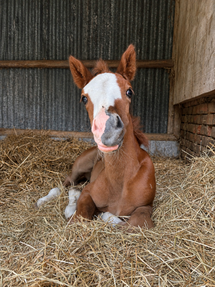 Hengst Franse rijpony PFS Te koop 2026 Vos ,  DRAGIBUS DU ROUGET PFS