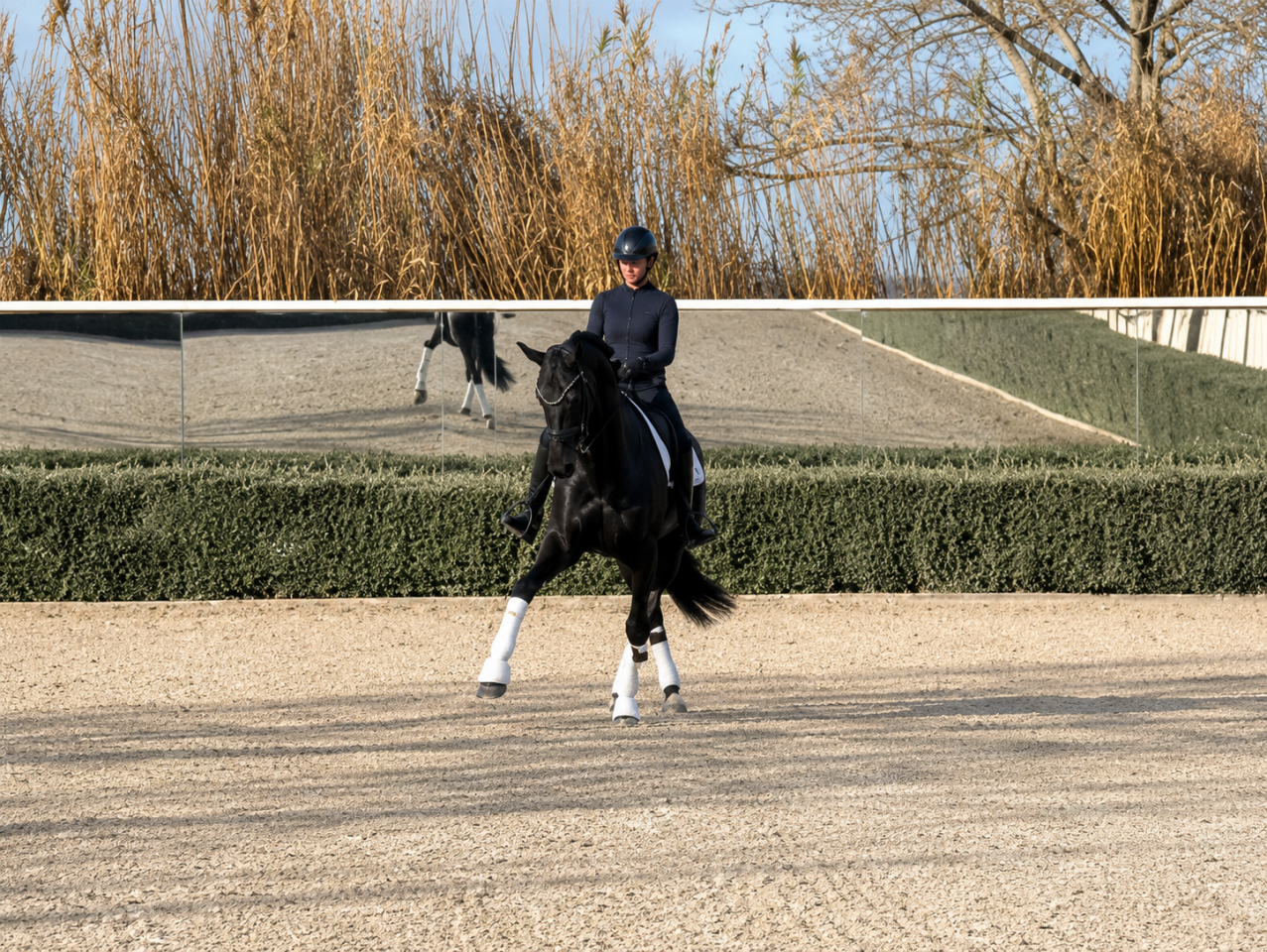 Merrie Duits sportpaard Te koop 2014 Zwart