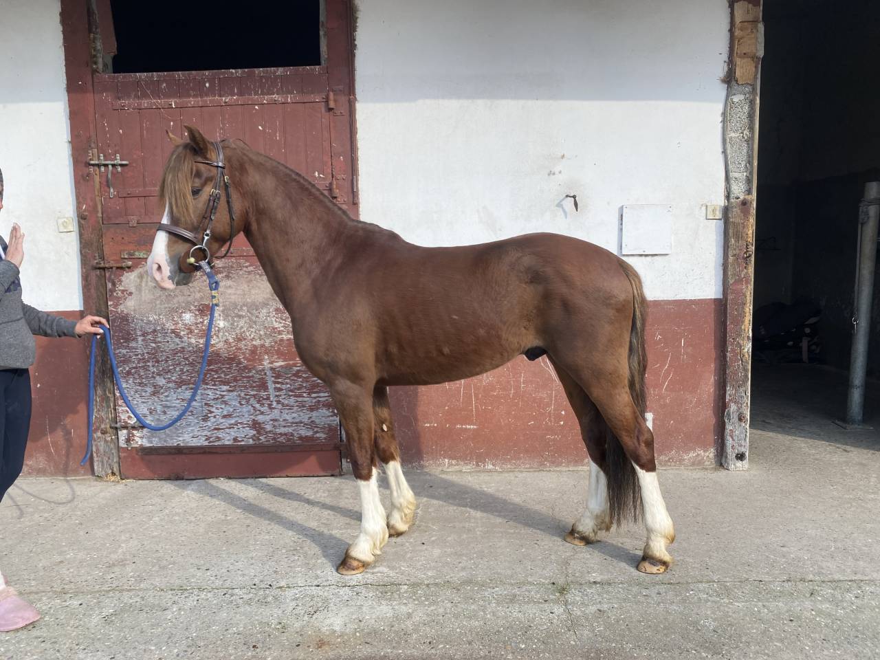 Ruin Franse rijpony PFS Te koop 2021 Koffie vos