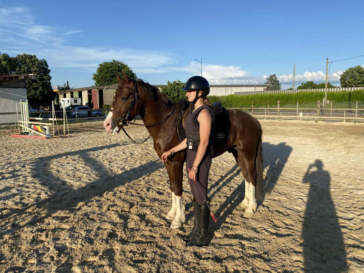 Ruin Franse rijpony PFS Te koop 2021 Koffie vos