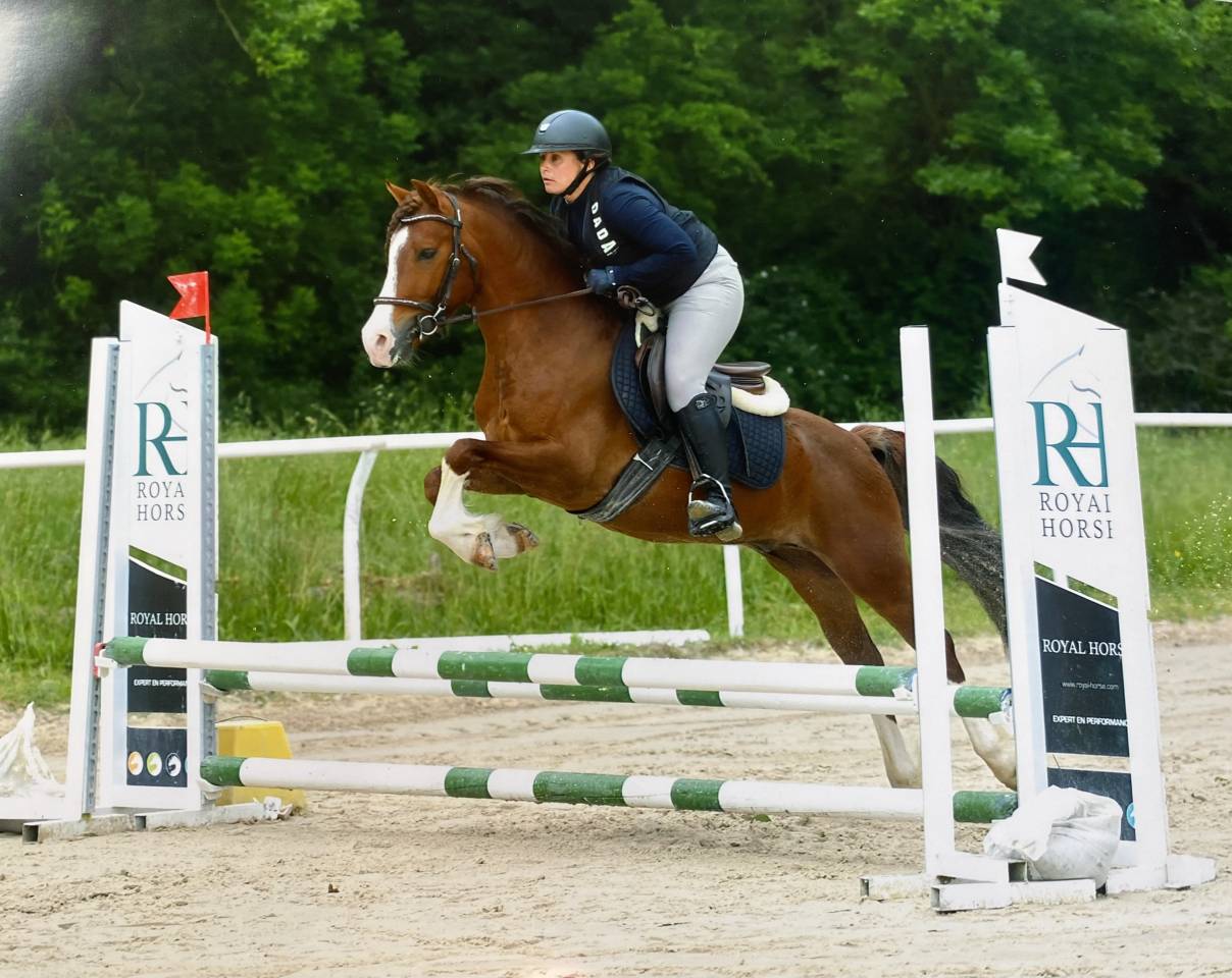Ruin Franse rijpony PFS Te koop 2021 Koffie vos