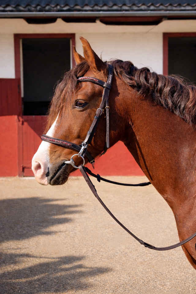 Ruin Franse rijpony PFS Te koop 2021 Koffie vos