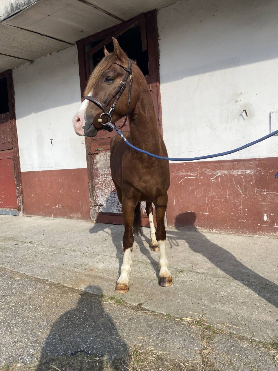 Ruin Franse rijpony PFS Te koop 2021 Koffie vos