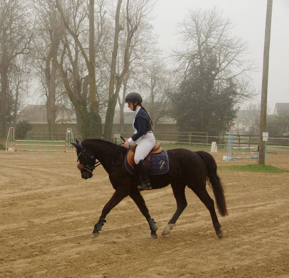 Ruin Franse rijpony PFS Te koop 2018 Zwart