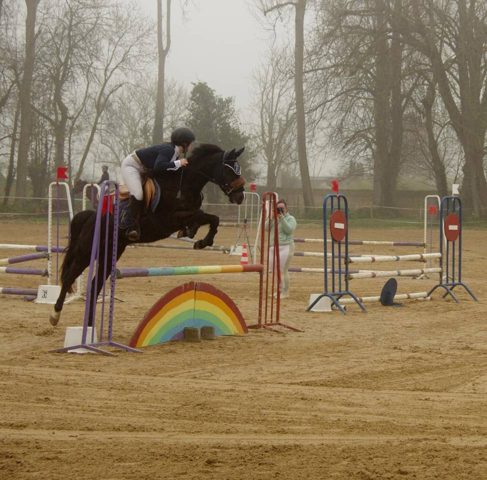 Ruin Franse rijpony PFS Te koop 2018 Zwart