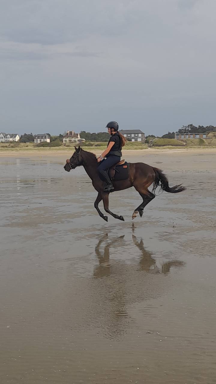 Ruin Franse rijpony PFS Te koop 2018 Zwart