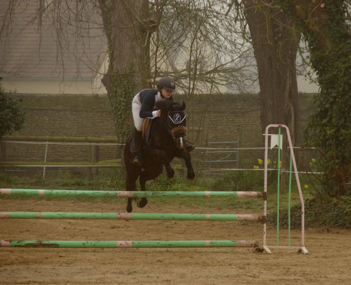 Ruin Franse rijpony PFS Te koop 2018 Zwart
