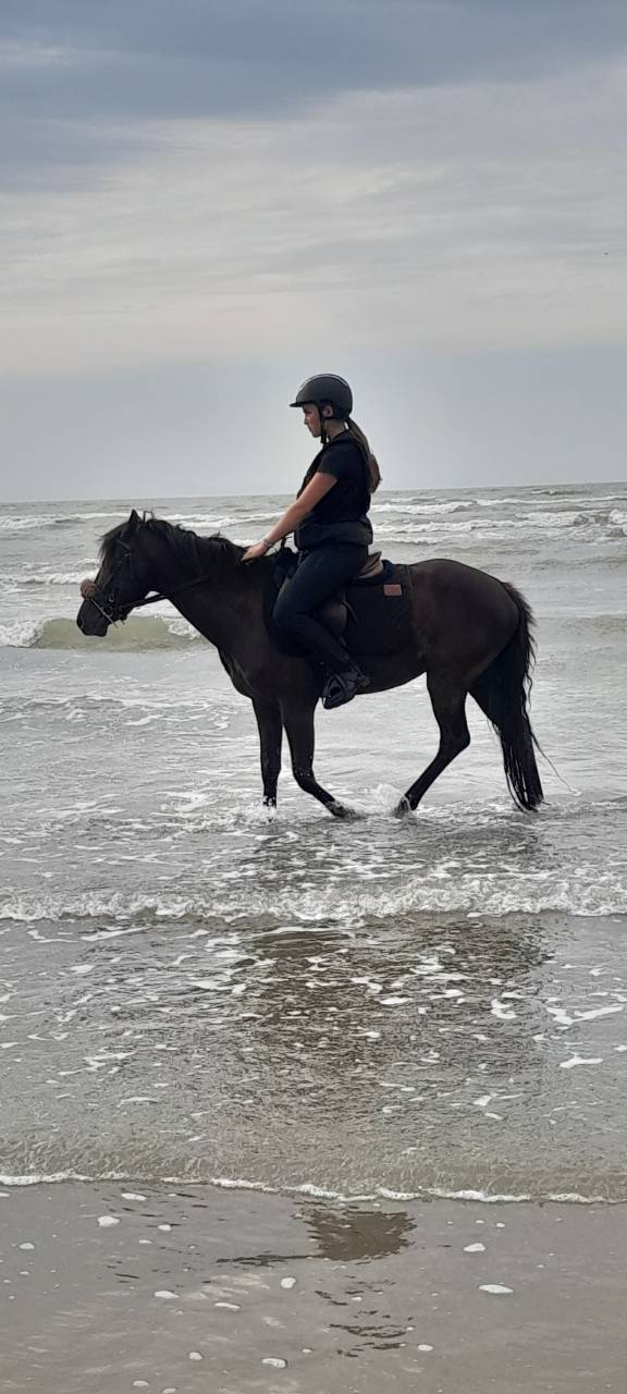 Ruin Franse rijpony PFS Te koop 2018 Zwart