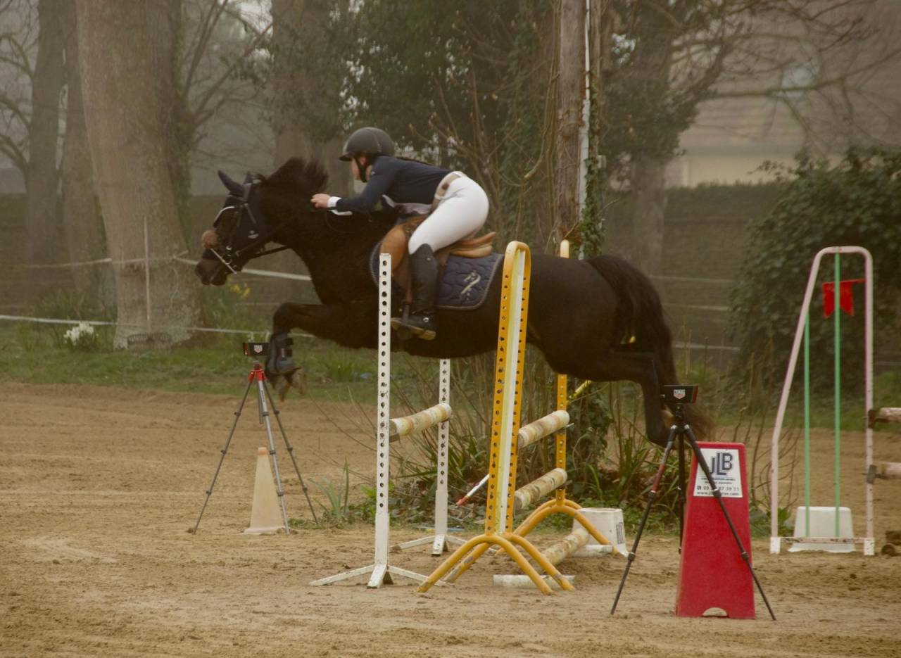 Ruin Franse rijpony PFS Te koop 2018 Zwart