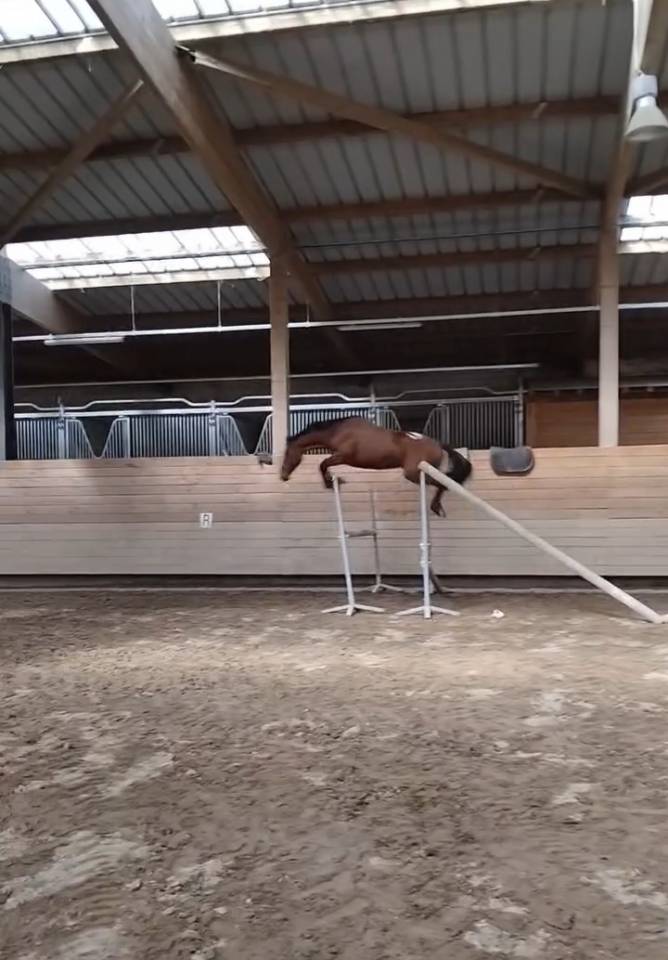 Ruin Franse rijpony PFS Te koop 2022 Donker bruin / bai ,  PEPS DOMAIN