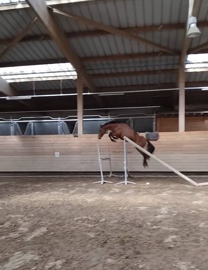 Ruin Franse rijpony PFS Te koop 2022 Donker bruin / bai ,  PEPS DOMAIN
