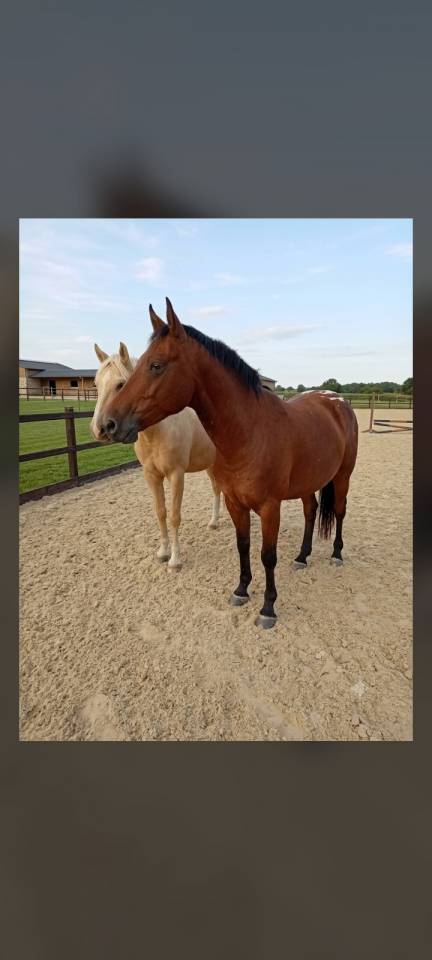 Ruin Franse rijpony PFS Te koop 2022 Donker bruin / bai ,  PEPS DOMAIN