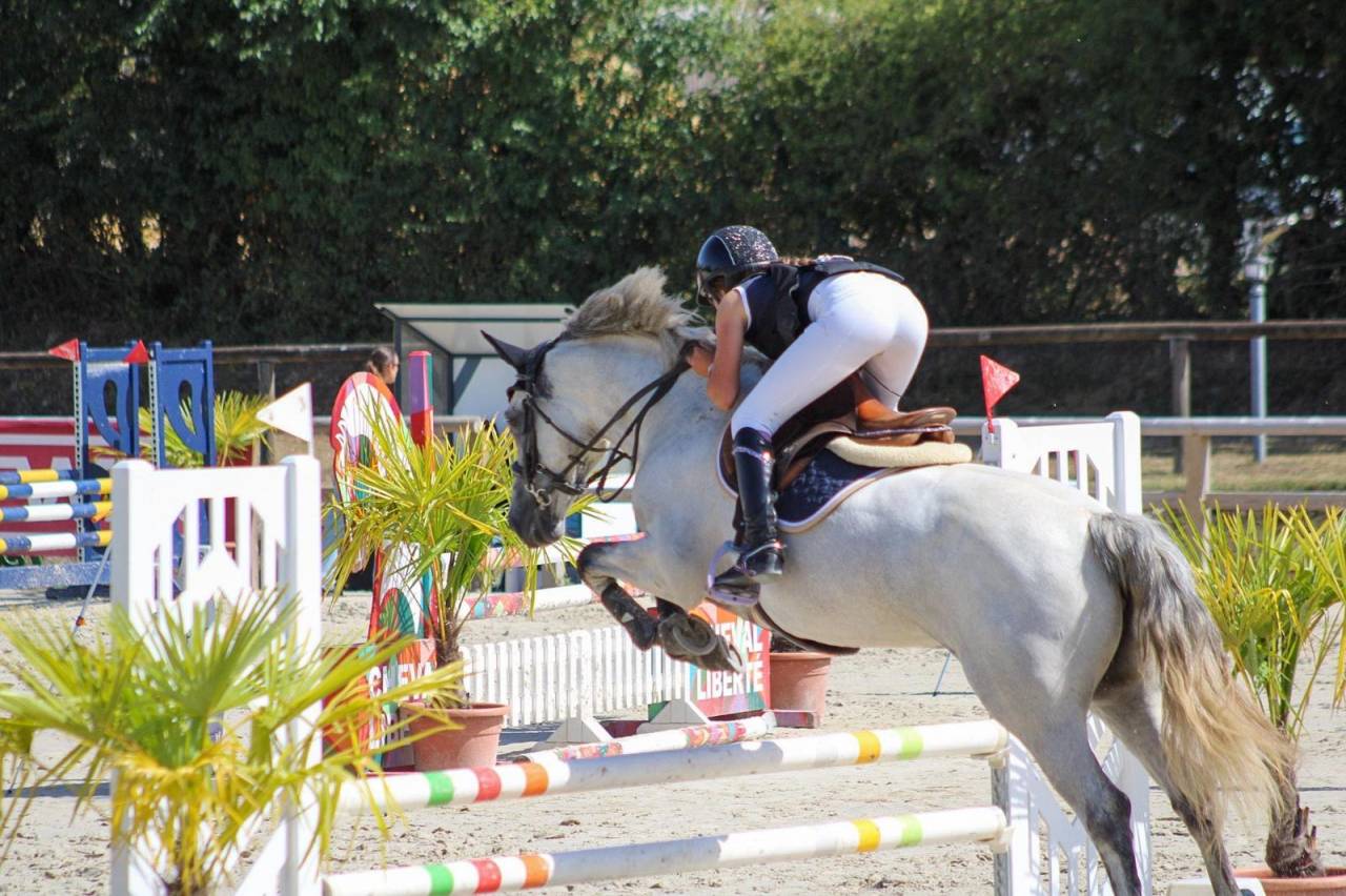Merrie Franse rijpony PFS Te koop 2020 Schimmel