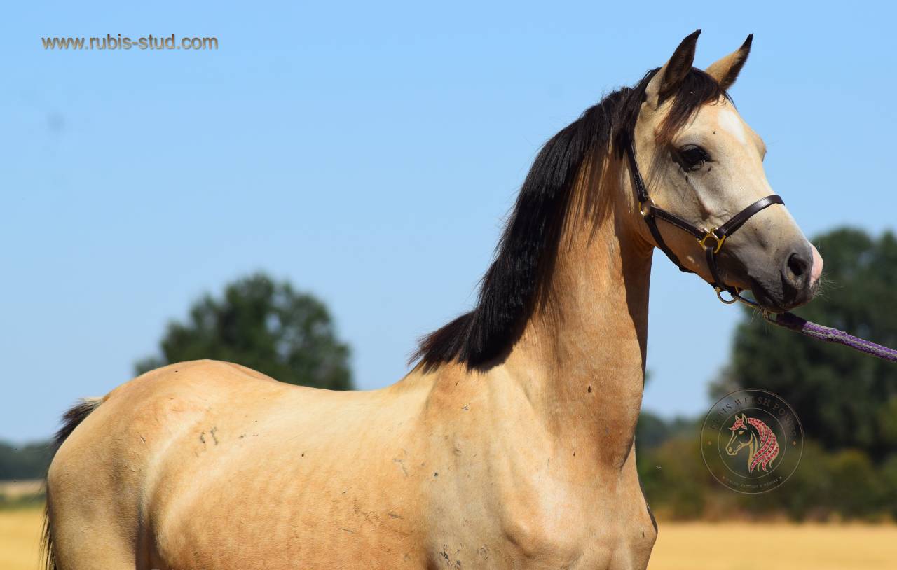 Merrie Welsh Pony (Section B) Te koop 2023 Isabel