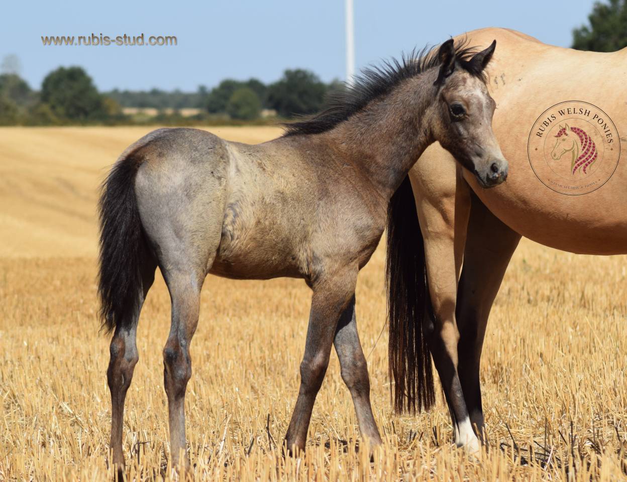 Merrie Welsh Pony (Section B) Te koop 2023 Isabel