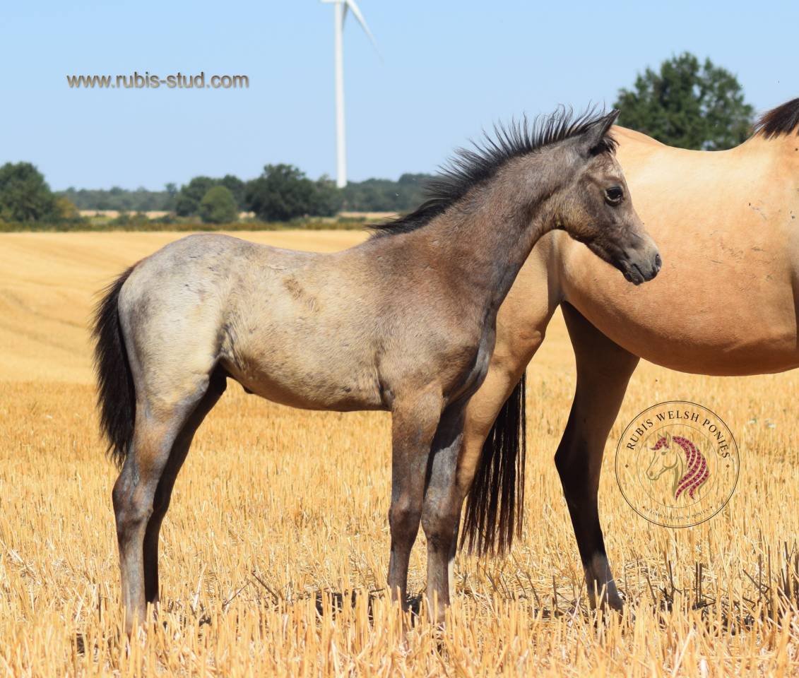 Merrie Welsh Pony (Section B) Te koop 2023 Isabel
